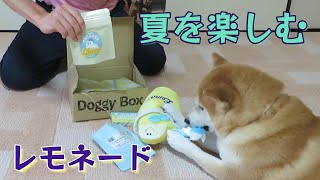 Doggy Boxで夏を楽しむ柴犬まめ｜まめ田ちゃめ助