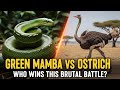 Green Mamba vs Ostrich – Who Wins This Brutal Battle?#GreenMambaVsOstrich #AnimalBattle #WhoWins