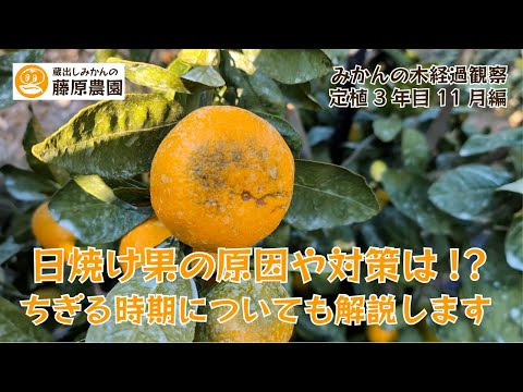 みかん hqdefault.jpg