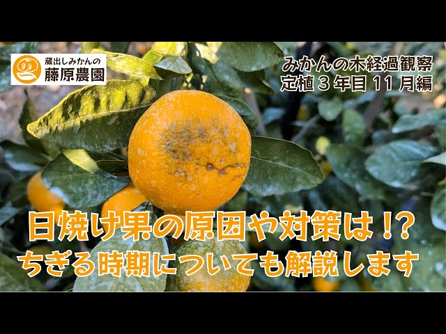 みかん 柑橘系 アーカイブ | 株式会社堀江本店｜株式会社ホリックス