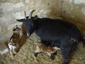 Новорожденные дети камерунских коз маленькие козлята мини животные молочные красивые и полезные козы