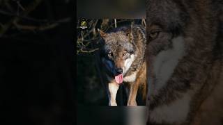 Why Wolves Avoid Hunting in Rain 🤔 #shorts