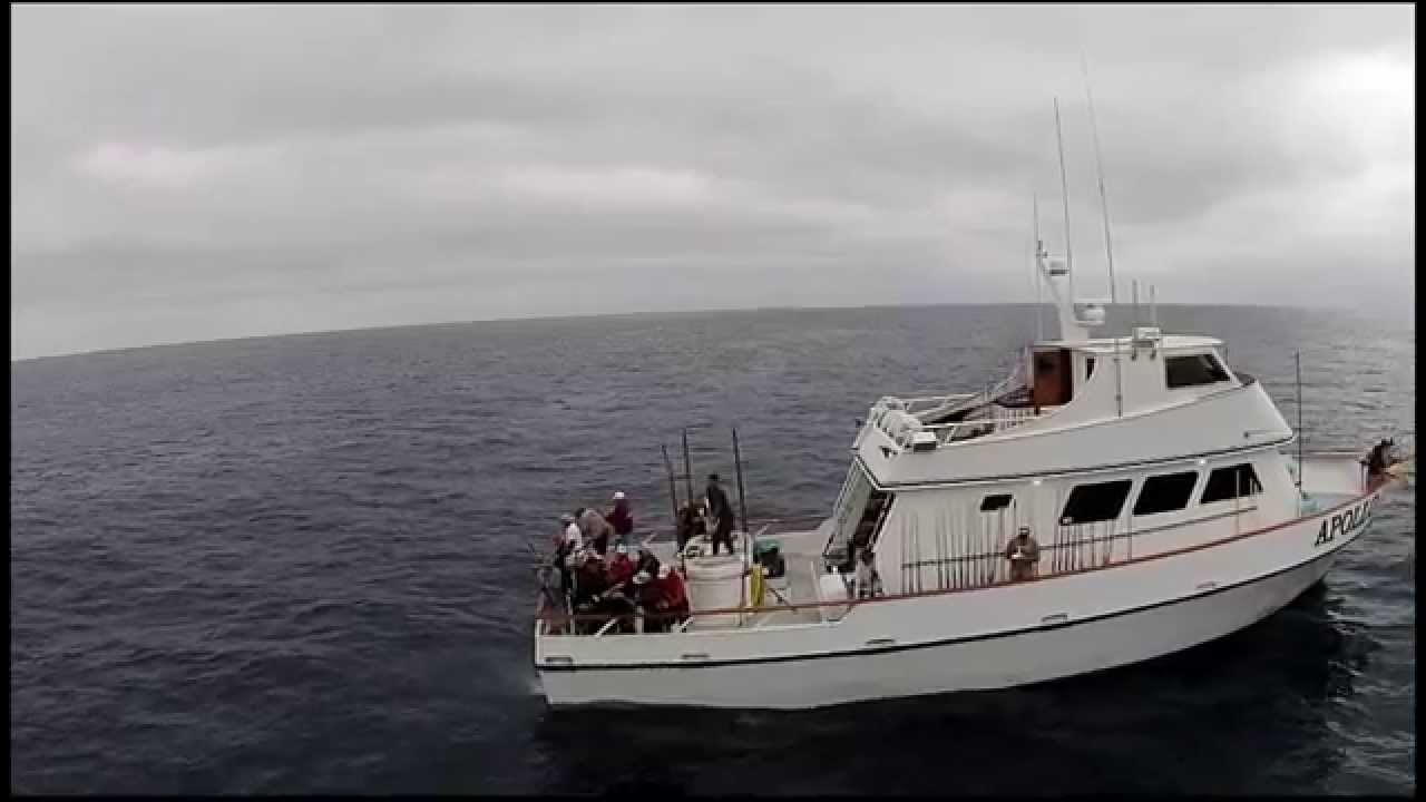 Apollo Bluefin Tuna Fishing Footage with Drone Quadcopter DJI Phantom YouTube