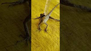Wow! Lizard Life Saved | Rescued From Cat Attack🥺 #Shorts