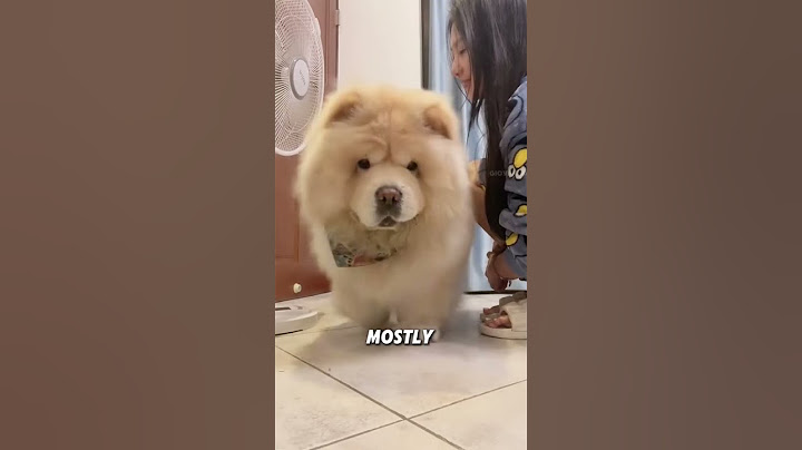Chow chow that looks like a lion🦁#animals #funnyanimal #funny #cute #chowchow