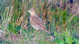 Goldcliff Birding #245 - Skylark, Avocet, Stonechat and more 4K