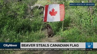 Beaver steals Canadian flag
