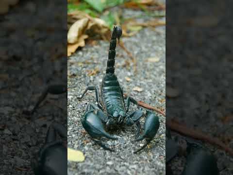 تدخين العقارب اخطر ادمان من المخدرات معلومات عامة بودكاست