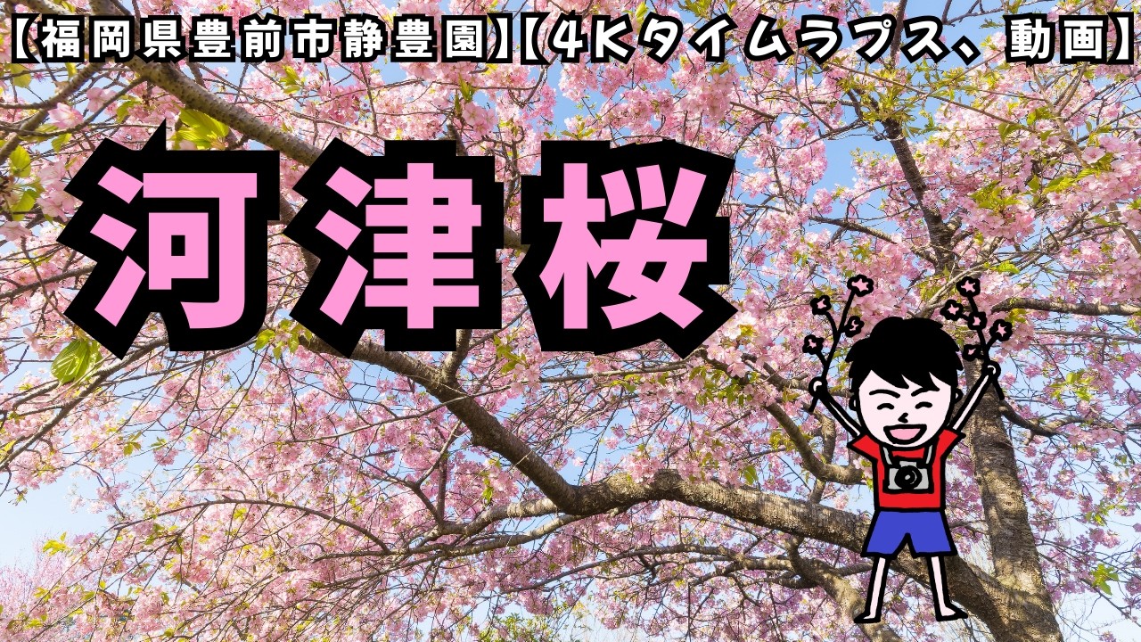 【4K】風に揺れる満開の河津桜｜タイムラプス＆映像｜福岡県豊前市「静豊園」