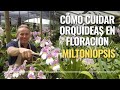 Cómo cuidar orquídeas en floración - Miltoniopsis