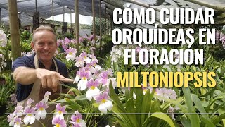 Cómo cuidar orquídeas en floración - Miltoniopsis