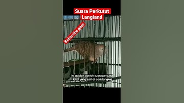 Suara Perkutut langka