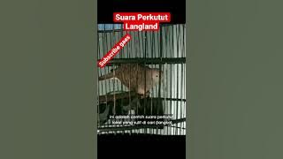 Suara Perkutut langka