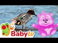どうぶつのせかい | アヒルのたのしい豆知識 🦆 @BabyTVJP