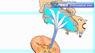 【運動学】運動路 Corticospinal tract : 理学療法士による身体活動研究