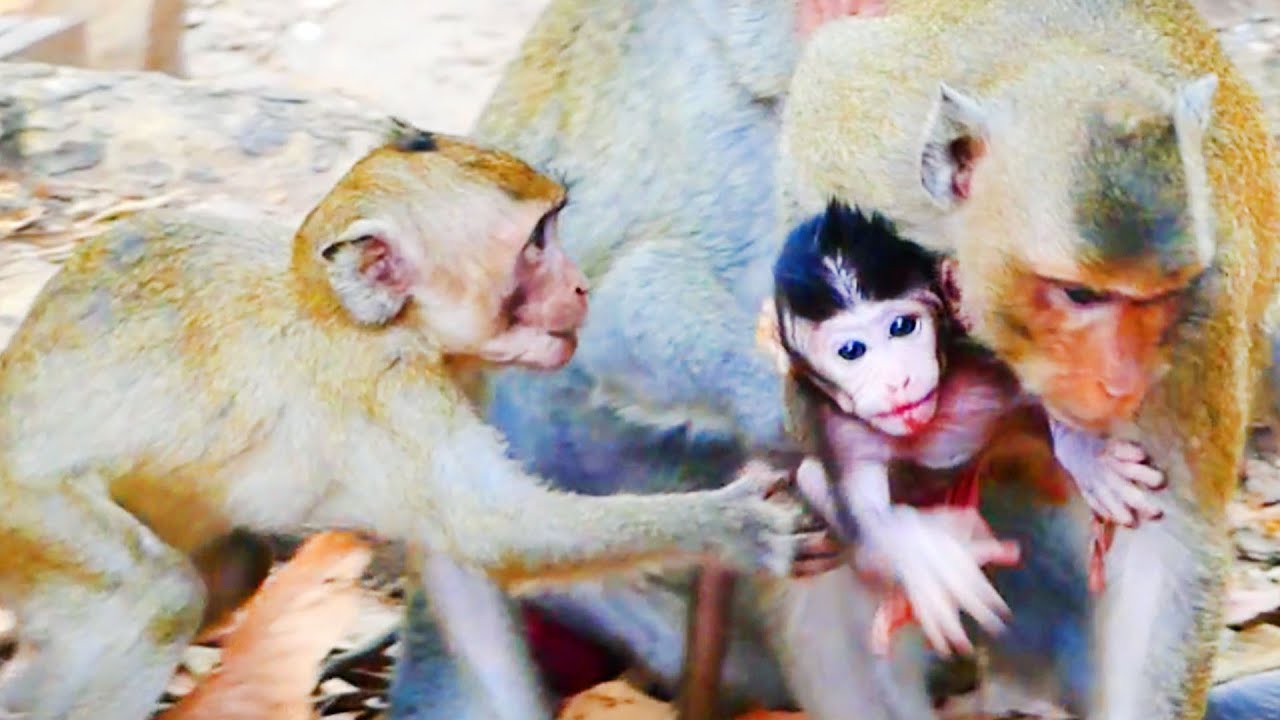 Best of taking care! Janna monkey tries to snatch baby Jody from another monkey