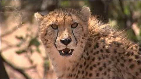 Dr Niki Rust of WWF interviewed by ITV News about ...
