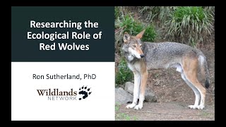 Researching the Ecological Role of Red Wolves
