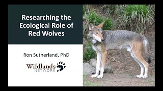 Researching the Ecological Role of Red Wolves @nywolforg