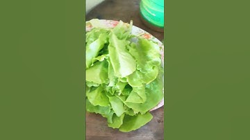 Bữa cơm trưa của gia đình mình - tronpiu vlog #shorts