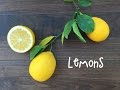 How To Grow Meyer Lemon Trees in Containers | IN BETH'S GARDEN