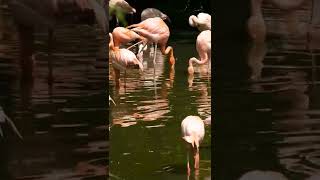 Meet the Flamingo Water birds. Lovely creatures ❤️❤️❤️❤️???? ? ? ? ? ? ? ? ? ? ? ? ? ? ? shorts