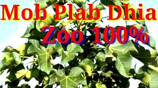 Tshuaj Zoo Mob Plab Dhia 25-1-2023