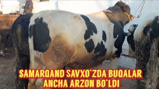 Samarqand Savxo‘z chorva bozori novvoslari.30 01 2022.