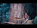 Amazing Dangerous Skills Fastest Tree Felling, Heavy Biggest Tree Cutting Down Machines