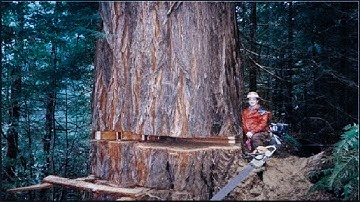 Amazing Dangerous Skills Fastest Tree Felling, Heavy Biggest Tree Cutting Down Machines
