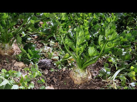 Vidéo: Racine De Céleri : Comment Accélérer La Germination Des Graines ?