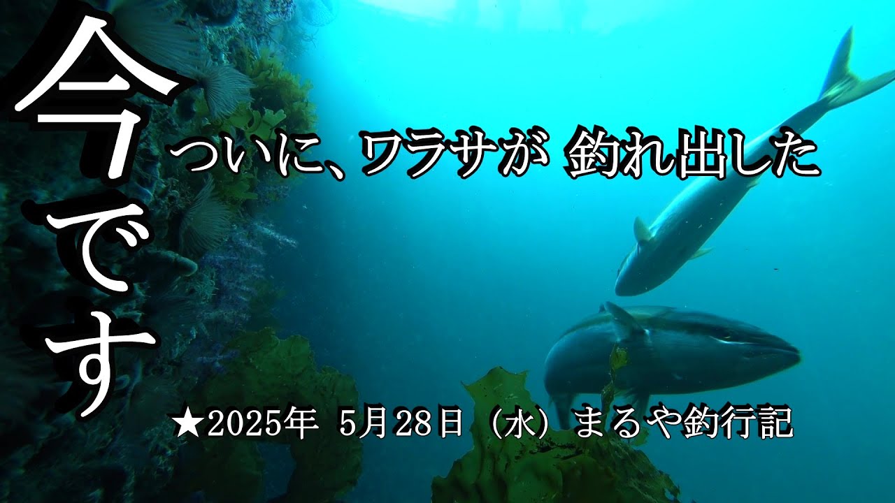 ５月28日（水）海上釣り堀まるや に行って来ました。GW前からワラサが釣れない状態が続いていましたが、いよいよ…やっと各イケスで釣れ出した感じです。ワラサ釣るなら、今でしょ！…知らんけど。
