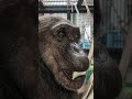 チンパンジー４９歳♀サクラ