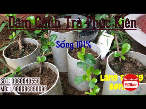 Video: Làm thế nào để bạn giâm cành osmanthus?