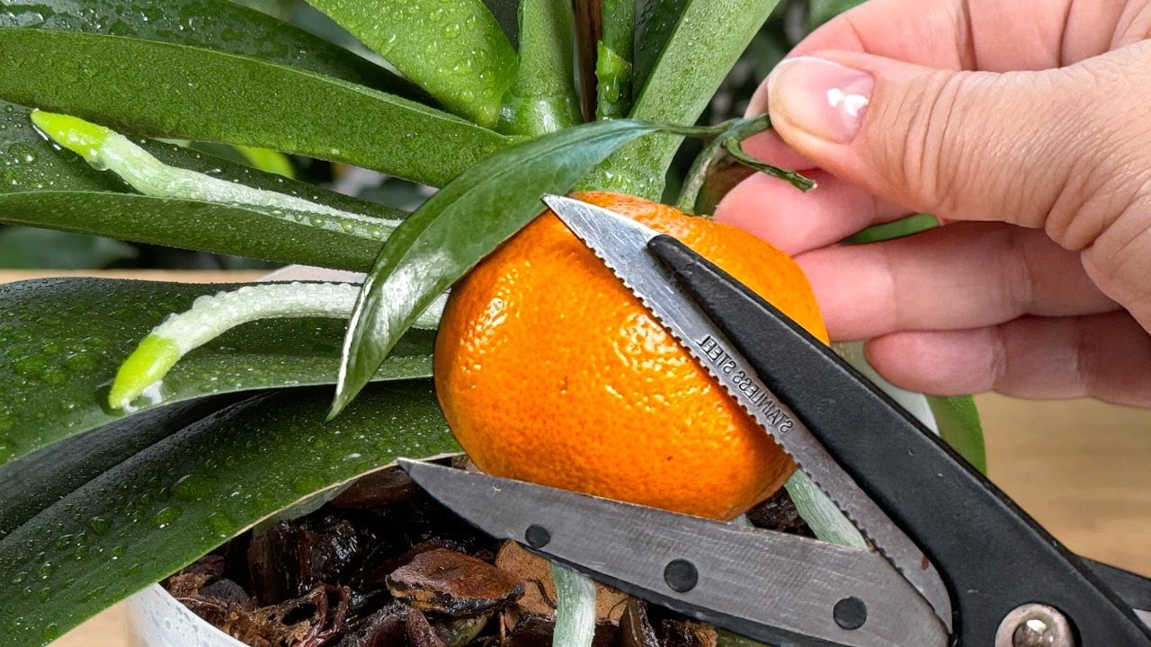 Absolute Treasure for ORCHIDS! Use It Just Once a Month, and Even the Weakest Plants Will Bloom!🌺