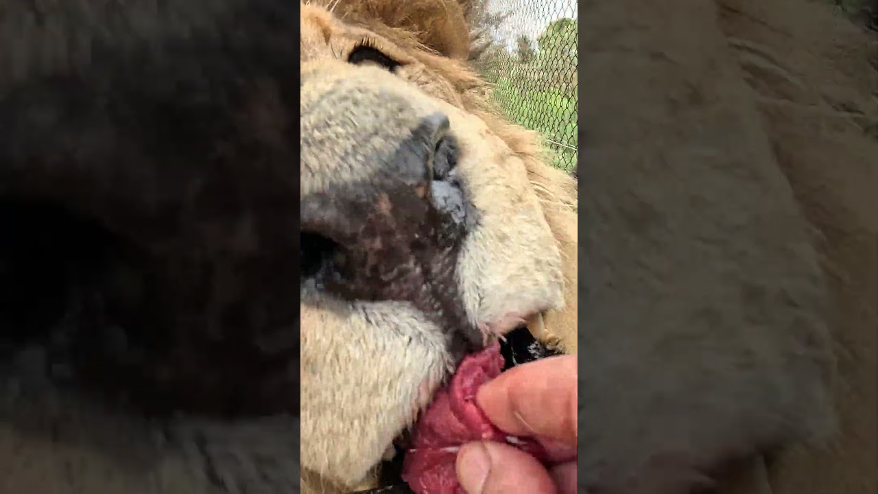 ⁣Meat Treat for LION #cat #wildlife #nature