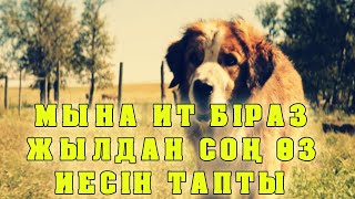 МЫНА ИТ БІРАЗ ЖЫЛДАН КЕЙІН ҚАЙРАДАН ӨЗ ИЕСІН ТАПТЫ | ИТ ӨЗ ИЕСІНЕ ҚАУЫШТЫ | Собачья жизнь 2017 фильм