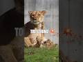 ライオン 強敵ママに挑んだデン🦁💥愛情カミカミ攻撃に完敗😂｜のんほいパーク #shorts