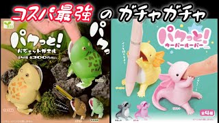 【ガチャガチャ】「パクッと！バジェットガエル」と「パクッと！ウーパールーパー」【コスパ最強】開封します。【株式会社YELL】＃capsuletoys