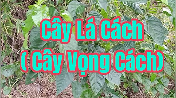 Cây lá Cách ( cây Vọng Cách ) có những công dụng tuyệt vời || @thiennhiencanh2579