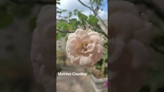 Roseira Mathias Claudius #roseiras#roses#pessego#up