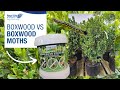 BOXWOOD VS BOXWOOD MOTHS