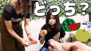 ミニブタつくねにスイカと梨を同時にあげたら驚きの結果に！