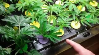 Day three of the cutting cloning box