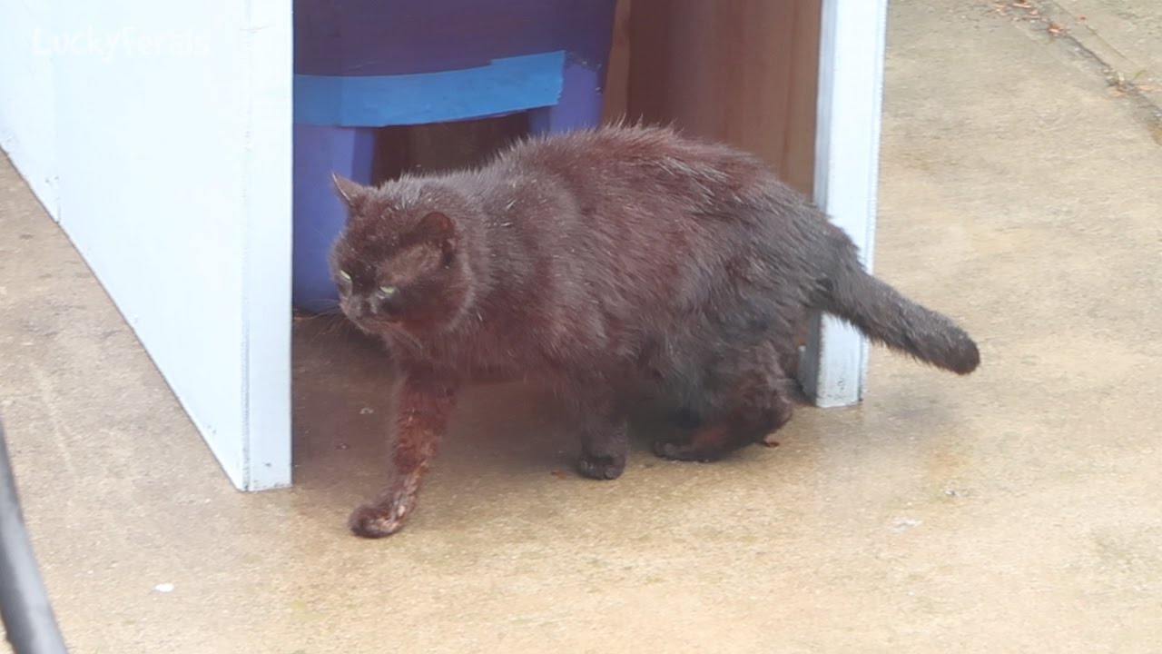 funny cats sleeping in weird positions compilation 2014 funnyplox Boo's New Girlfriend? Or Is This Boo??? - Black Cat