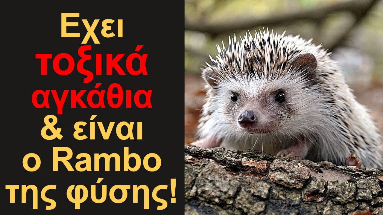 Σκαντζόχοιρος: ο μικρός Ήρωας που ΔΕΝ είναι Απλά Χαριτωμένος!