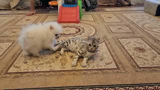 My Pets Fight and Play Together