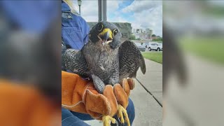 Birds of prey rehabilitators fundraiser