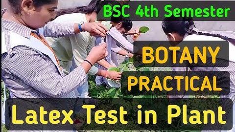 BSc 2nd Year 4th Semester Botany Practical/To test the Presence of Latex in Plant//Botany Practical