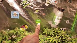 Dirty South Indoor Dank #tnbnaturals#BloomPlus 2500 update 😎